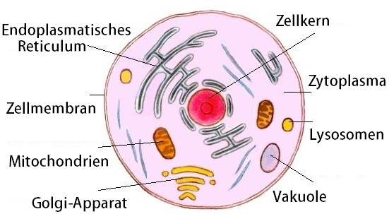 Zellorganellen Einfach Erkl rt Funktion Aufbau Aufgaben